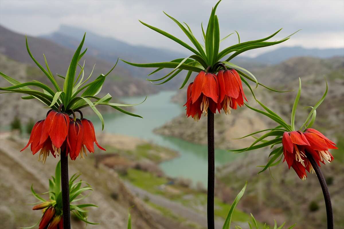 Ters laleler açtı, koparmanın cezası ise dudak uçuklattı 7